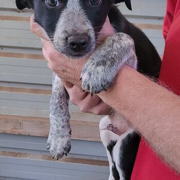 Border Collie x Kelpie puppies - Price reduced for THIS WEEKEND ONLY