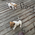 Jack Russell -3