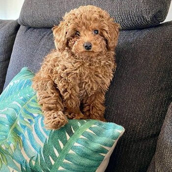 Beautiful Cavoodle puppy for sale