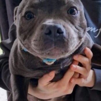 Staffie dog looking for new friend, family and home.