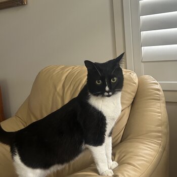 Beautiful family Cat looking for a loving home and family 