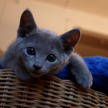 TOP quality TICA Registered Pedigree Russian Blue Kittens