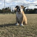 Stud Aussie Bulldog -2