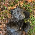 Pure Bred Black Puppy Cocker Spaniel  (9 months)-3