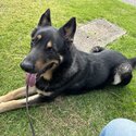 German Shepherd Male 6 Year Old - Desexed, Vaccinated, Microchipped - Family Friendly-0