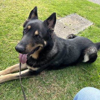 German Shepherd Male 6 Year Old - Desexed, Vaccinated, Microchipped - Family Friendly