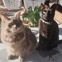 Four-year old male cat needing to be urgently rehomed close to home on Gold Coast-0