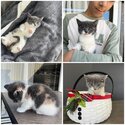 💝IRRESISTIBLE KITTENS YOU’LL EVER SEE🥰🎁-4