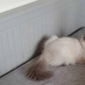 5 MONTHS OLD RAGDOLL SEARCHING FOR NEW HOME-0