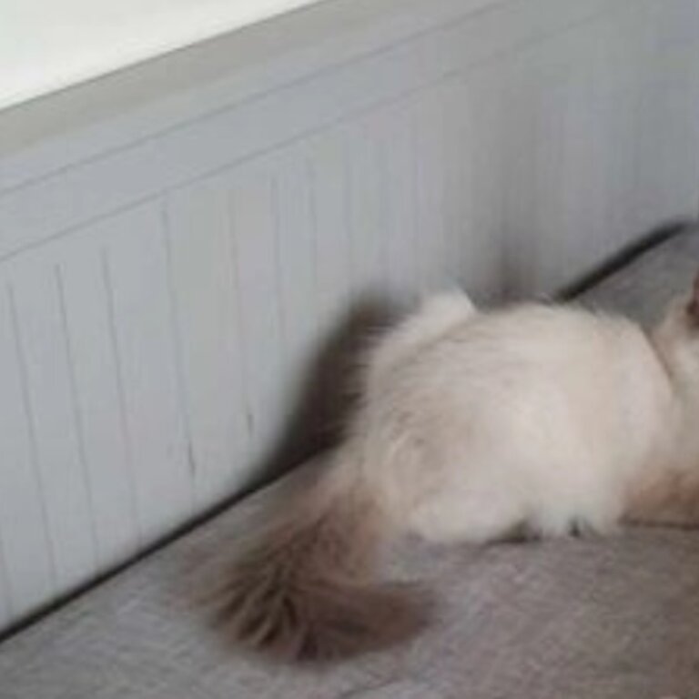 5 MONTHS OLD RAGDOLL SEARCHING FOR NEW HOME
