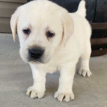 Golden Retrievers Puppies /and Labrador Adult male and female for adoption