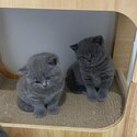 British Shorthair kittens for sale-0