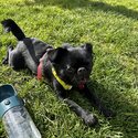 Pure Bred Black Puppy Cocker Spaniel  (9 months)-5