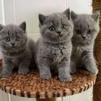 British Shorthair kittens for sale