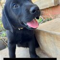 7 beautiful Labrador Puppies for sale-5