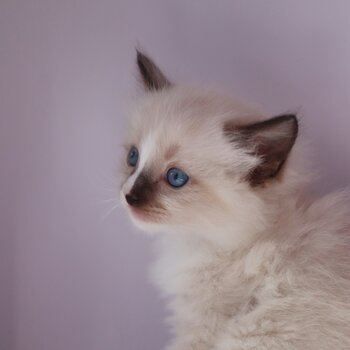 SEAL MITTED Purebred Ragdoll Kitten looking for a lovely new home