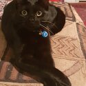 Four-year old male cat needing to be urgently rehomed close to home on Gold Coast-3