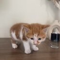 Calico and orange cats-3