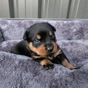 Pure breed German Rottweiler Puppies