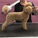 Purebred Toy Poodle Proven Stud Service -2