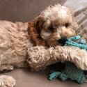 Cavoodle male stud available-0