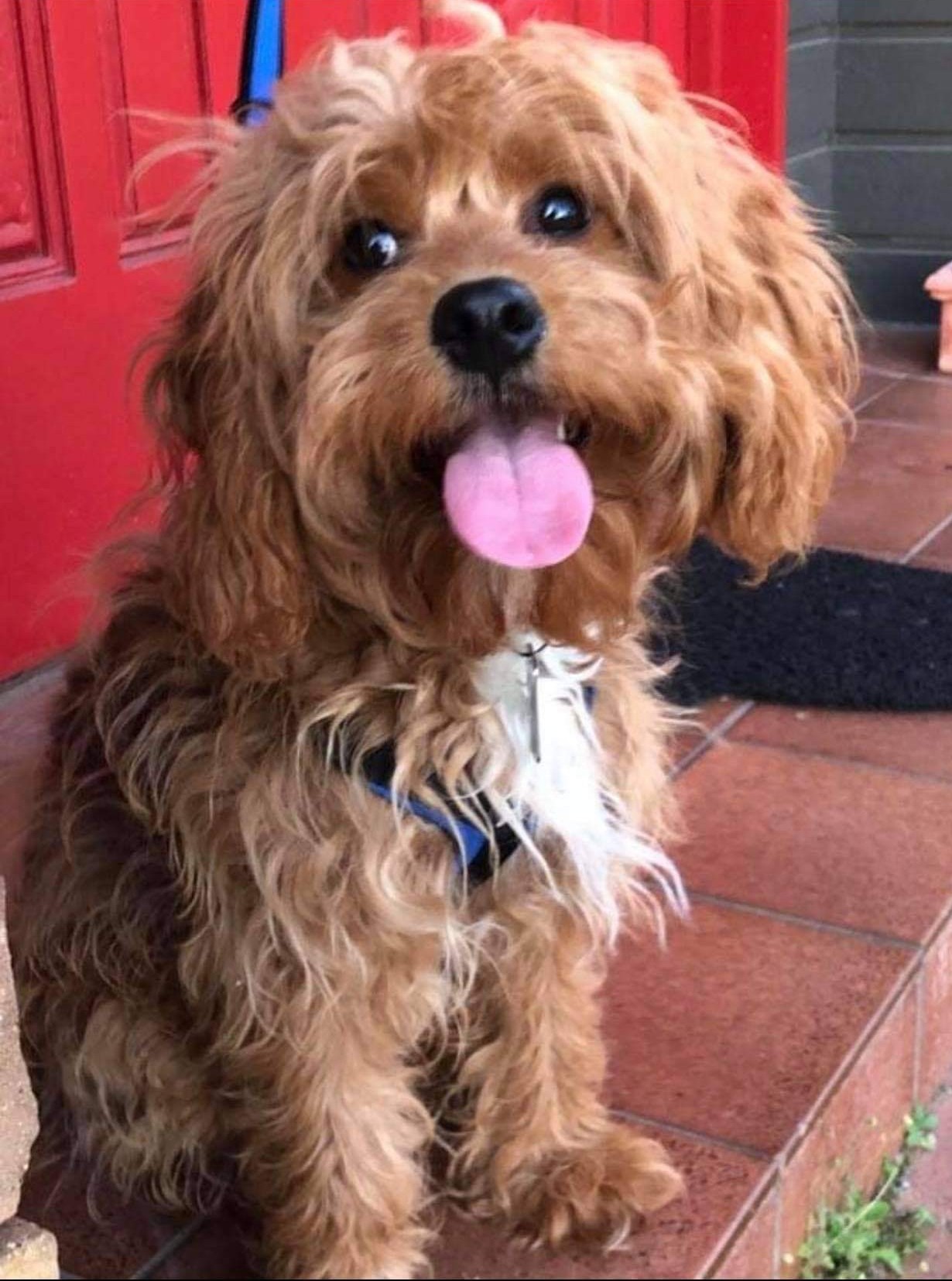 1 year old Ruby Toy Cavoodle (King Charles Cavalier/Poodle x) male available for STUD services only