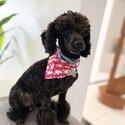 STUD ONLY - Rare “Blue” Pedigree Toy Poodle