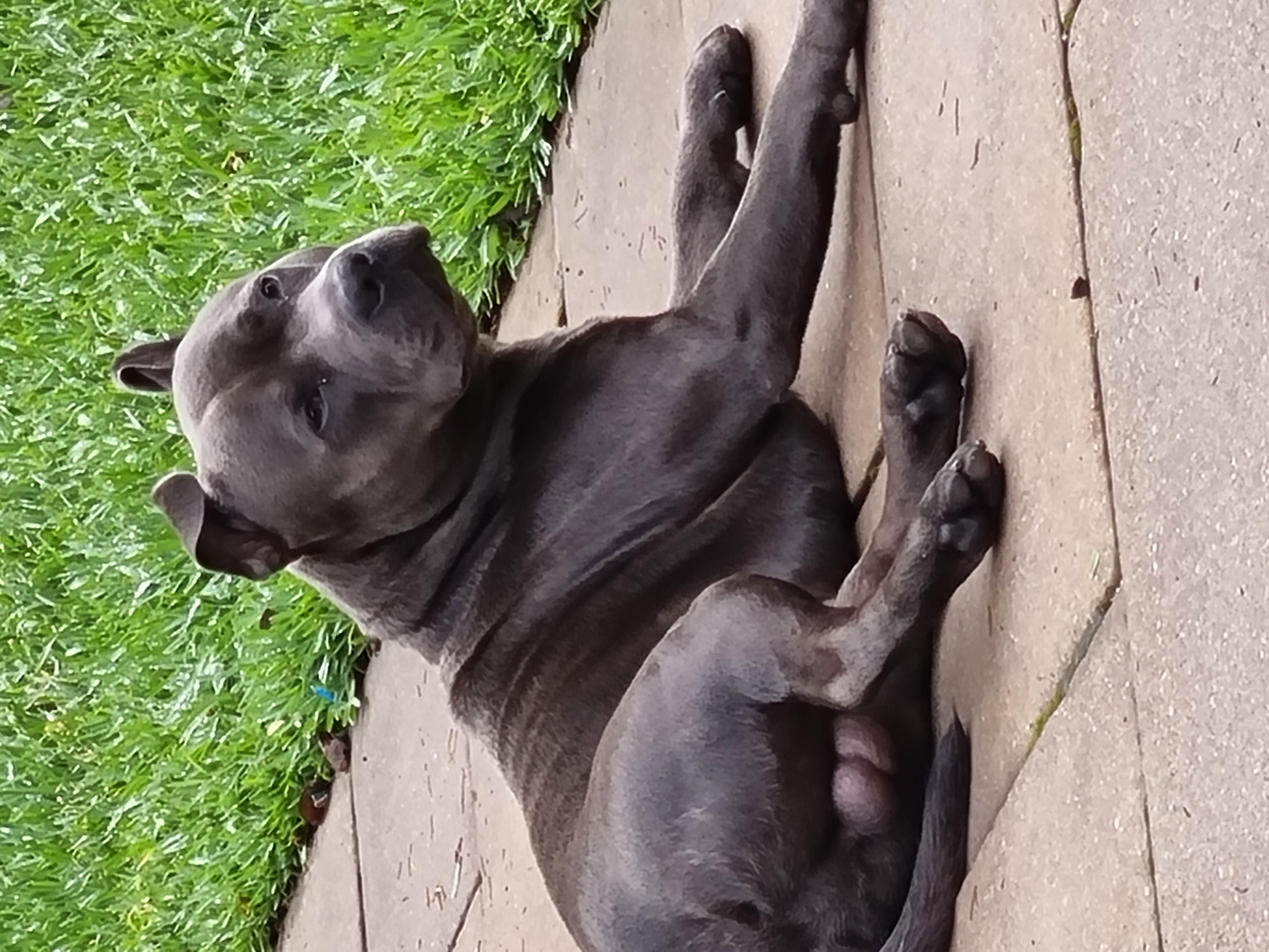 Pure-bred BLUE English Staffy stud availability