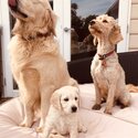 STUD PURE BRED GOLDEN RETRIEVER (not for sale Stud Service Only}