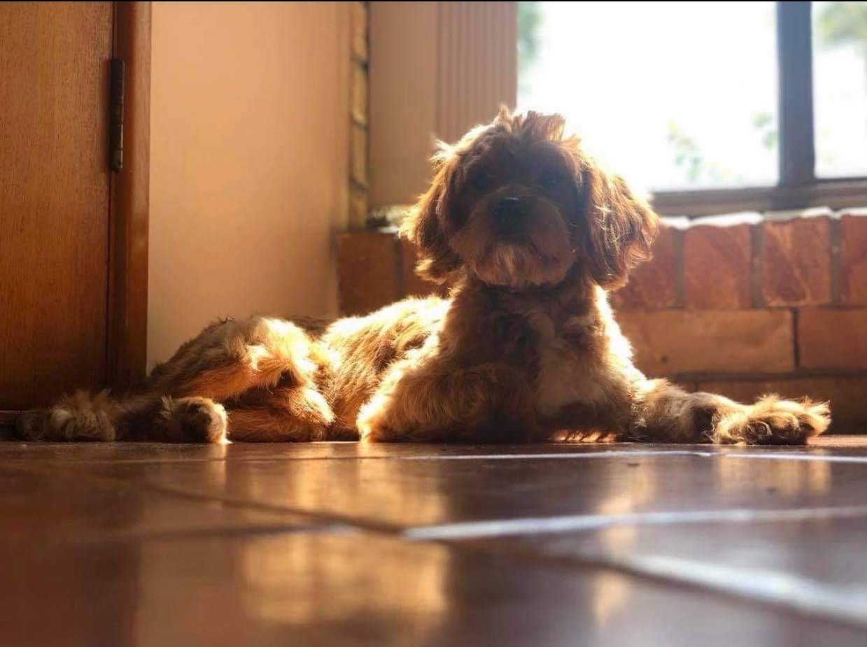 1 year old Ruby Toy Cavoodle (King Charles Cavalier/Poodle x) male available for STUD services only