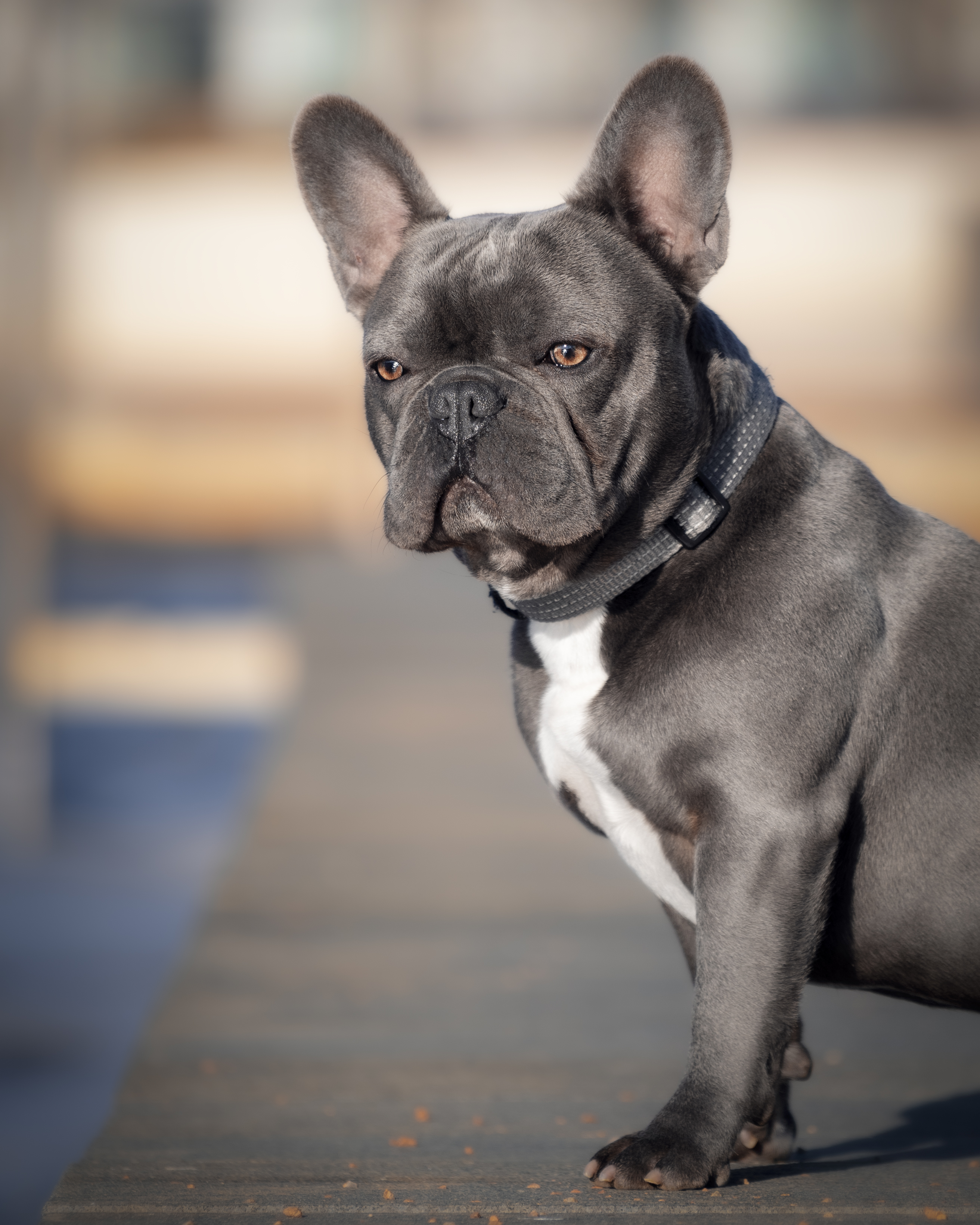 French Bulldog (Blue) Stud - Stud only -