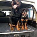 Natural Bobtail Rottweiler For Stud Only