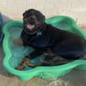 Natural Bobtail Rottweiler For Stud Only
