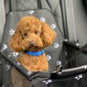 Pet Car Booster Seat 