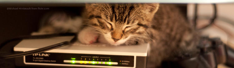 Tech support kitten