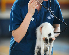 Veterinary Clinic Australia