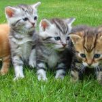 Kittens and Cats for Sale