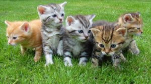 Kittens_For_Sale