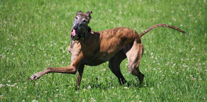 Do Greyhounds Make Good Family Pets? - Pet Adoption and Sales
