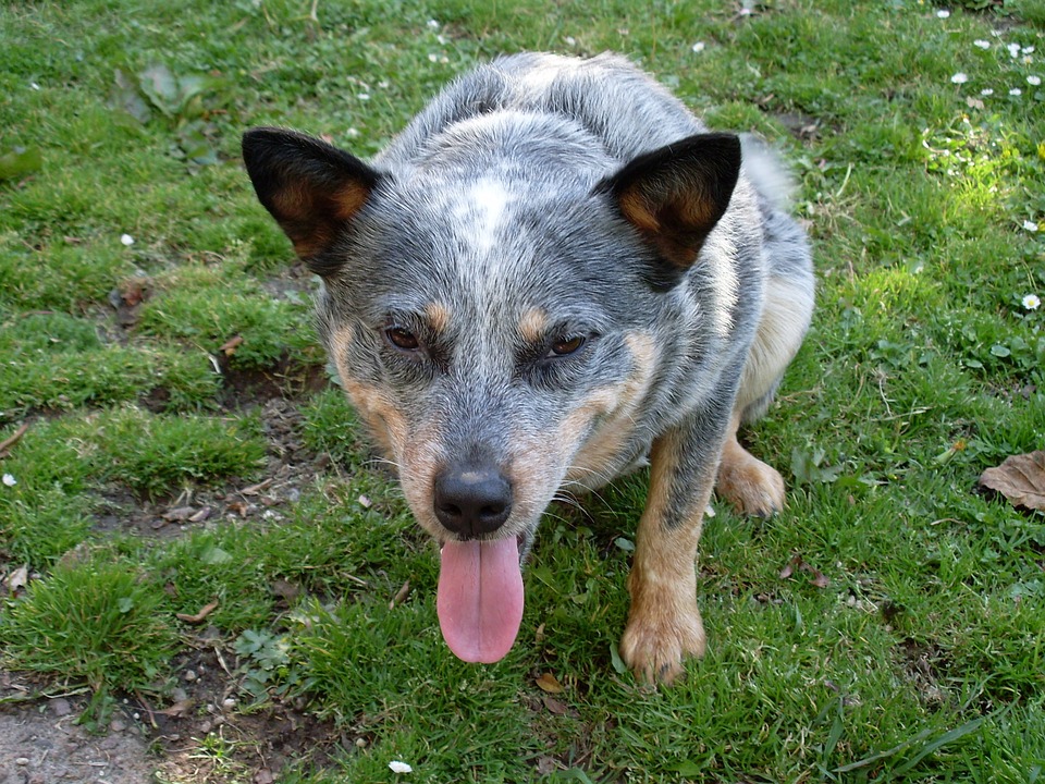 Blue Heeler Dog