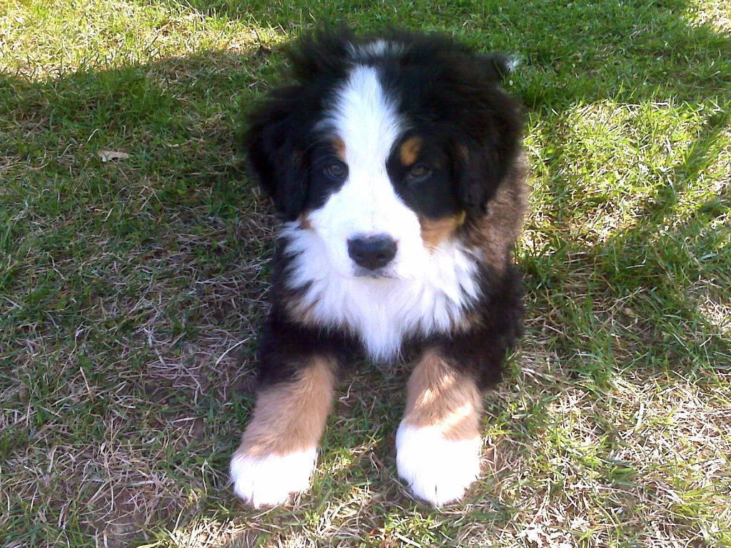 Bernese Mountain Dog Puppies For Sale Pet Adoption and Sales