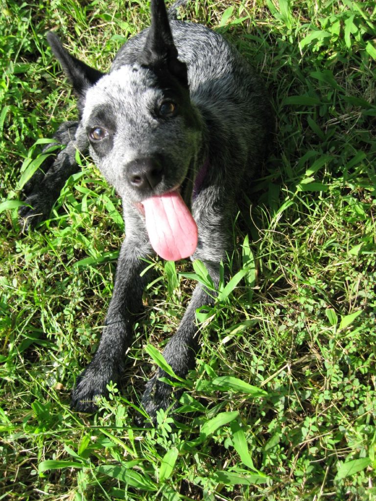 Blue Heeler Puppy For Sale