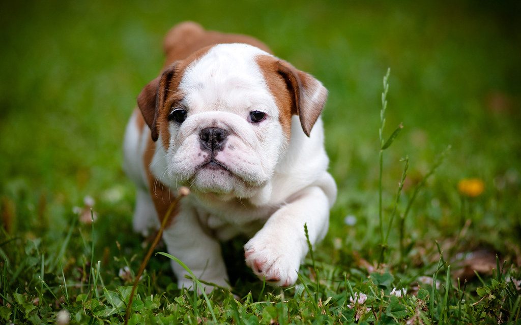 British Bulldog Puppies For Sale Pet Adoption and Sales