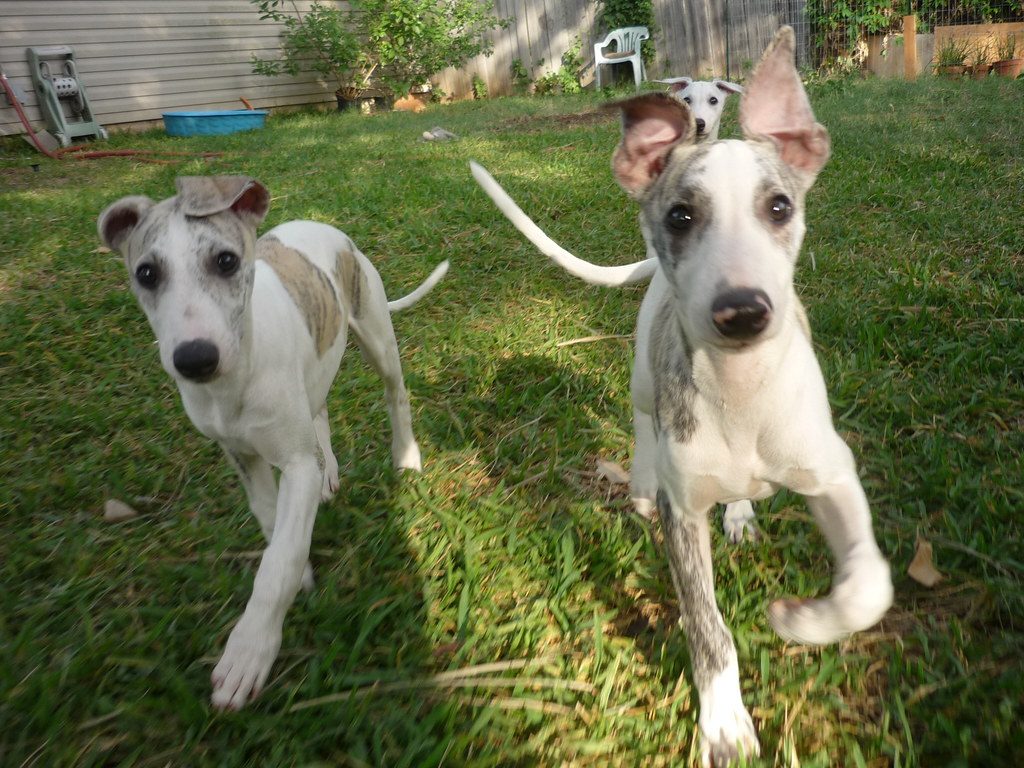 Greyhound Puppies For Sale Pet Adoption And Sales
