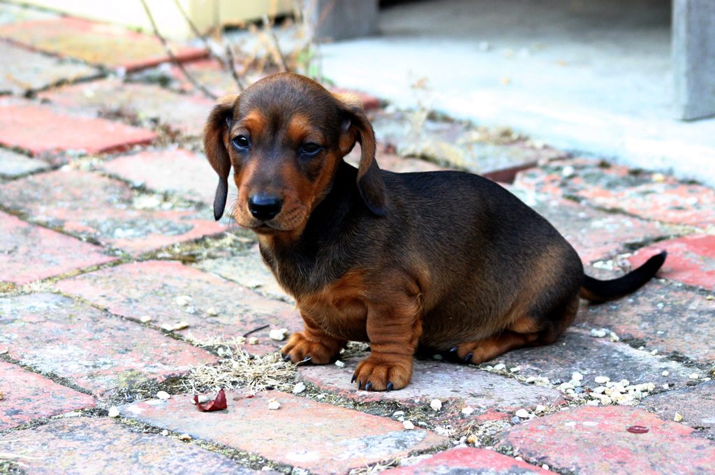 Miniature Dachshund Puppy For Sale