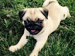 Pug Puppy For Sale