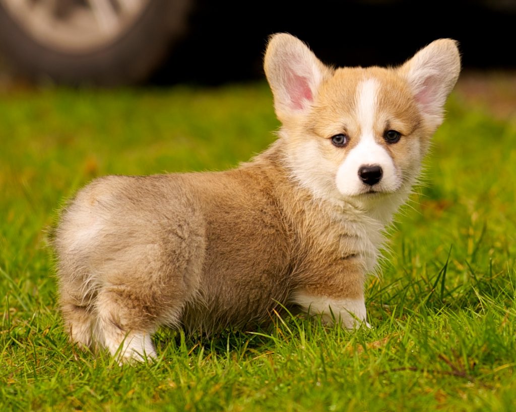 Corgi Puppies For Sale - Pet Adoption and Sales