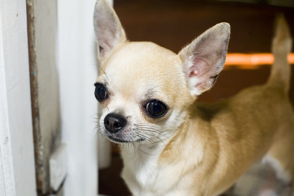For Sale Teacup Chihuahua
