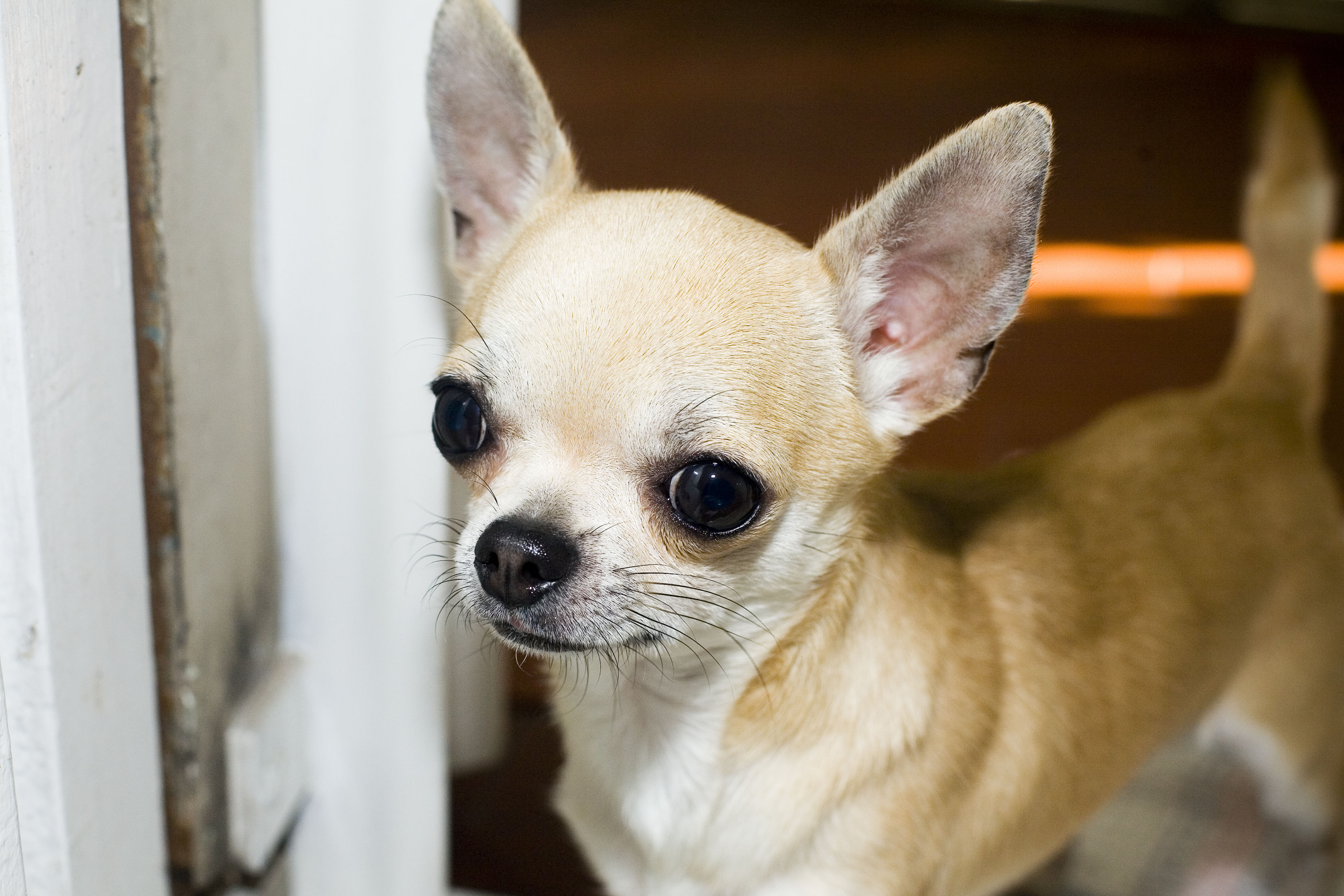 Teacup Chihuahua For Sale Pet Adoption and Sales