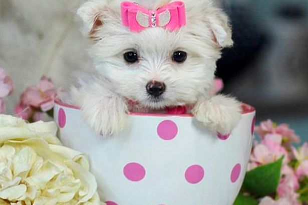 Teacup Puppy For Sale